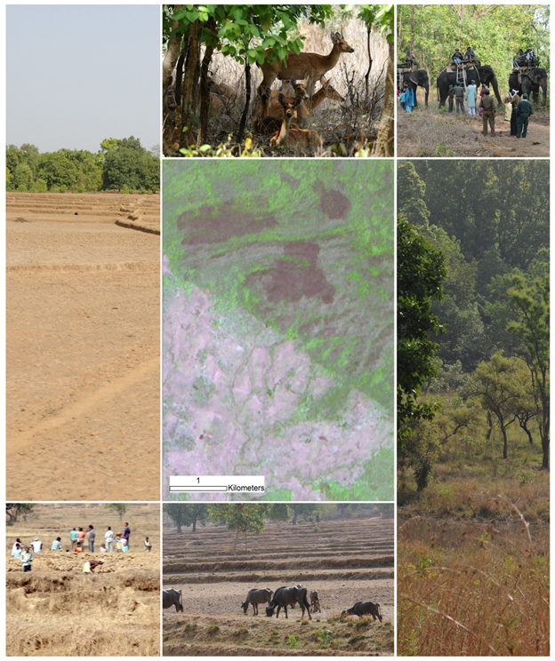 Then (50 thousand years ago) and now.  The center shows a satellite image of Khana National Park (green area above the diagonal which is the park boundary) vs. agricultural transformation (whitish areas left of the boundary).   Pictures on top and left are from the park, while pictures on the bottom and right are of the surrounding landscape.  I took all these pictures on a single day in August, 2009 and the figure was published in an article. Naeem, S. and R. DeFries. 2009. La conservation des espèces, clé d'une adaptation climatique durable., Institut du développement durable et des relations internationals. Sciences Po., Paris, France. 