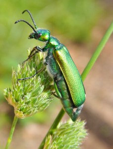 The Spanish fly is actually a blister beetle ( Lytta vesicatoria) whose noxious defensive chemical is toxic to people and bustards, but its toxin, cantharidin, in small amounts, is believed to be an aphrodisiac. 